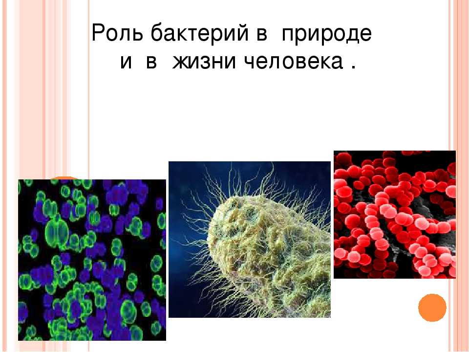 Тест по биологии низшие растения 7 класс