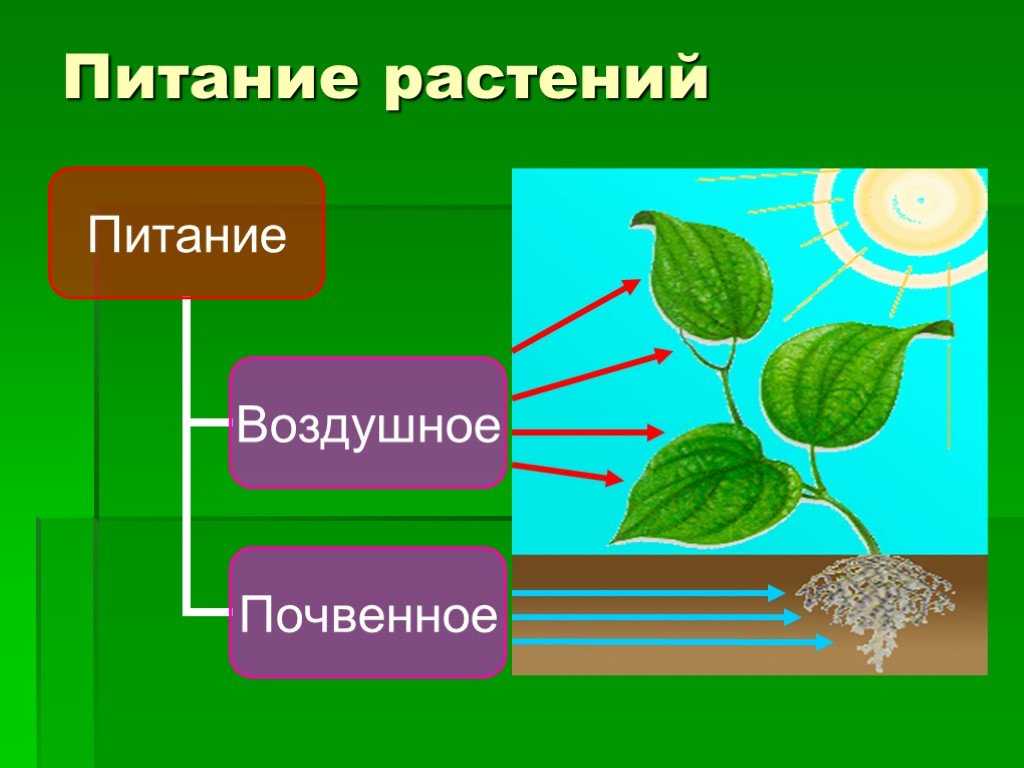 Биология 6 класс. все тесты и тренажеры | контроль знаний