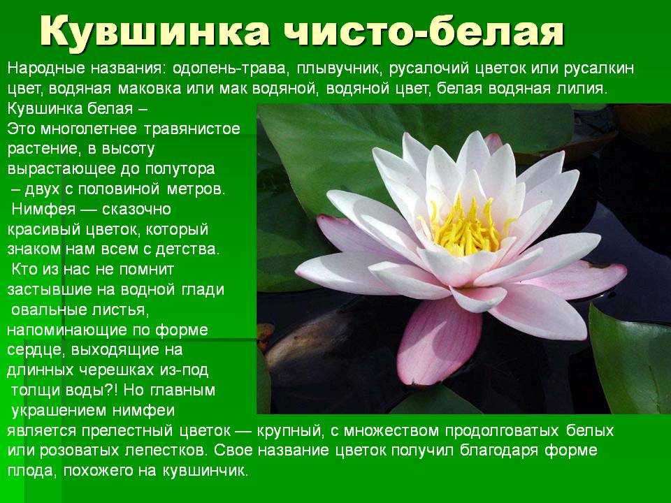 Кувшинка белоснежная доклад 3 класс