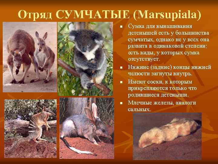 Сумчатые млекопитающие: представители и их характеристика