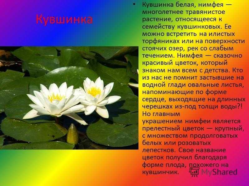 Южная америка - сообщение доклад (2, 5, 7 класс)