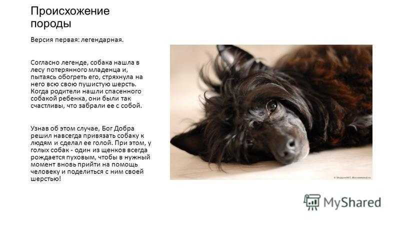 Сочинения на тему «мое домашнее животное» ✔️