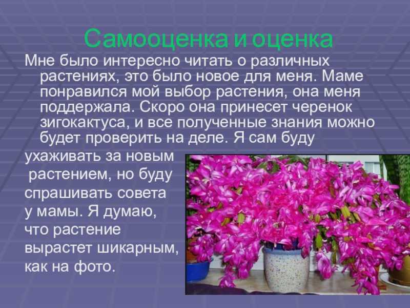Комнатные растения. доклад для 2 класса по окружающему миру | докладики