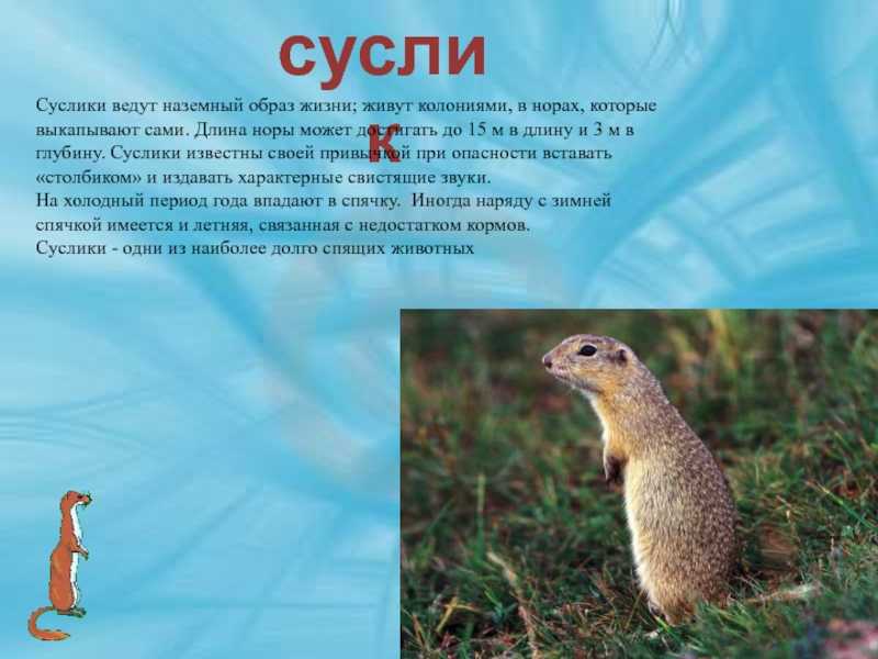 Животные степи: особенности, названия и фото