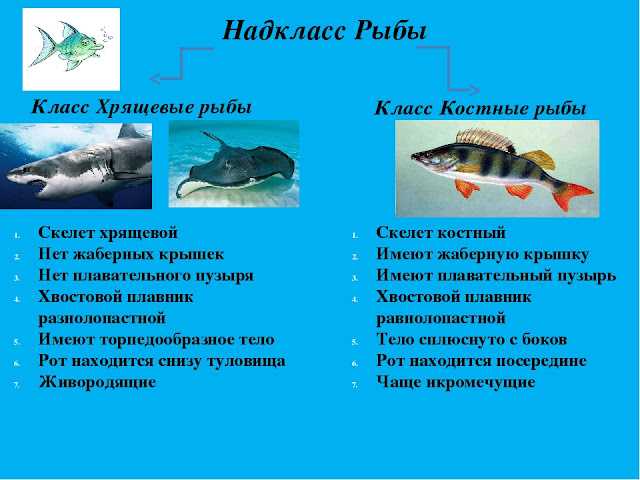 Класс хрящевые рыбы - умскул учебник