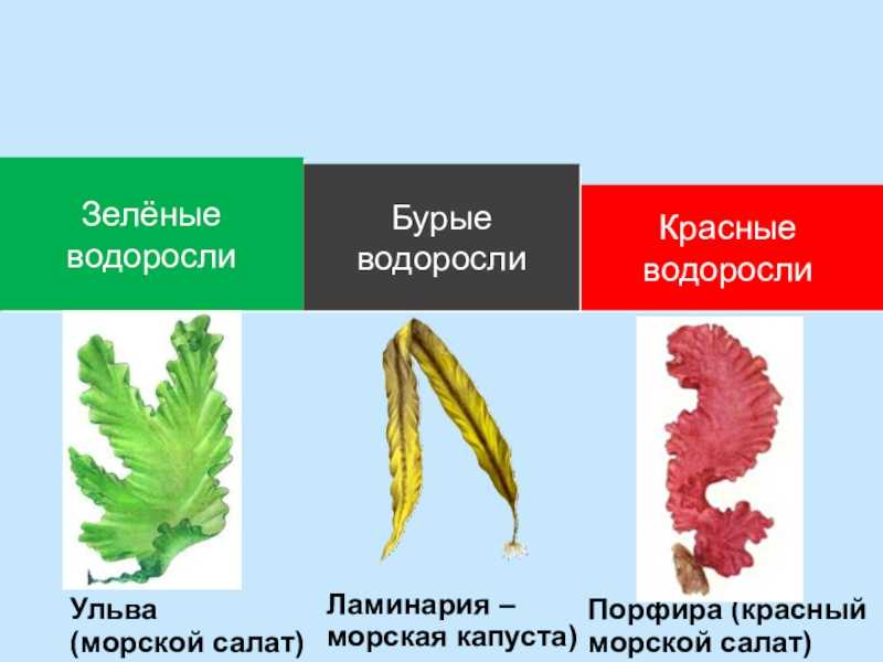 Доклад красные водоросли 5, 6,7 класс сообщение