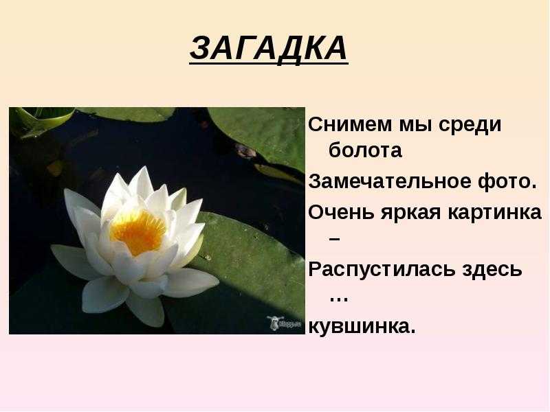 Сообщение о тушканчике — описание, среда обитания и виды грызунов