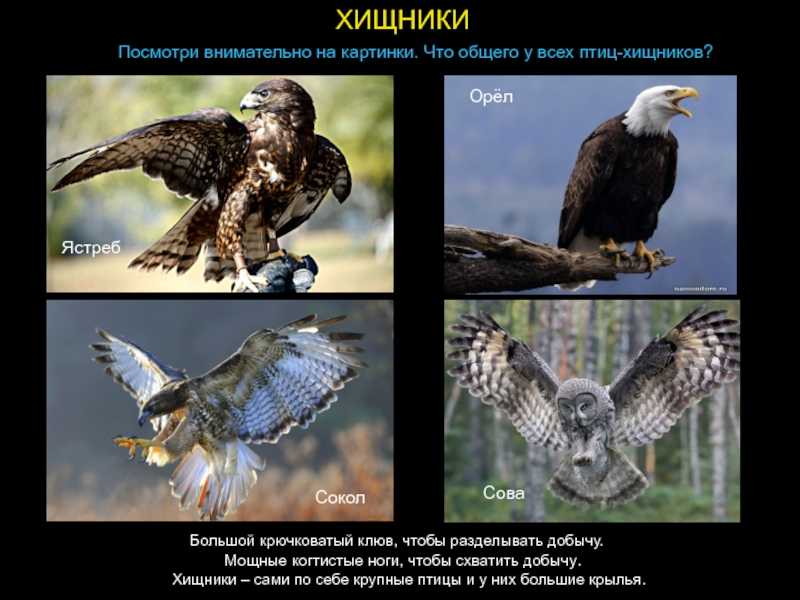 Кроссворд на тему птицы с ответами