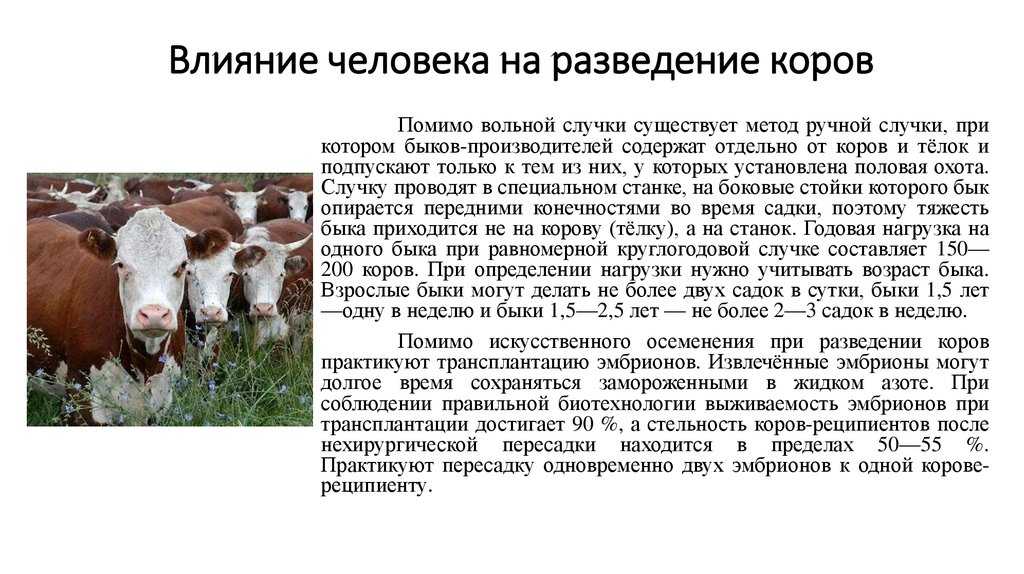 Замерзает ли енисей. река енисей - доклад сообщение