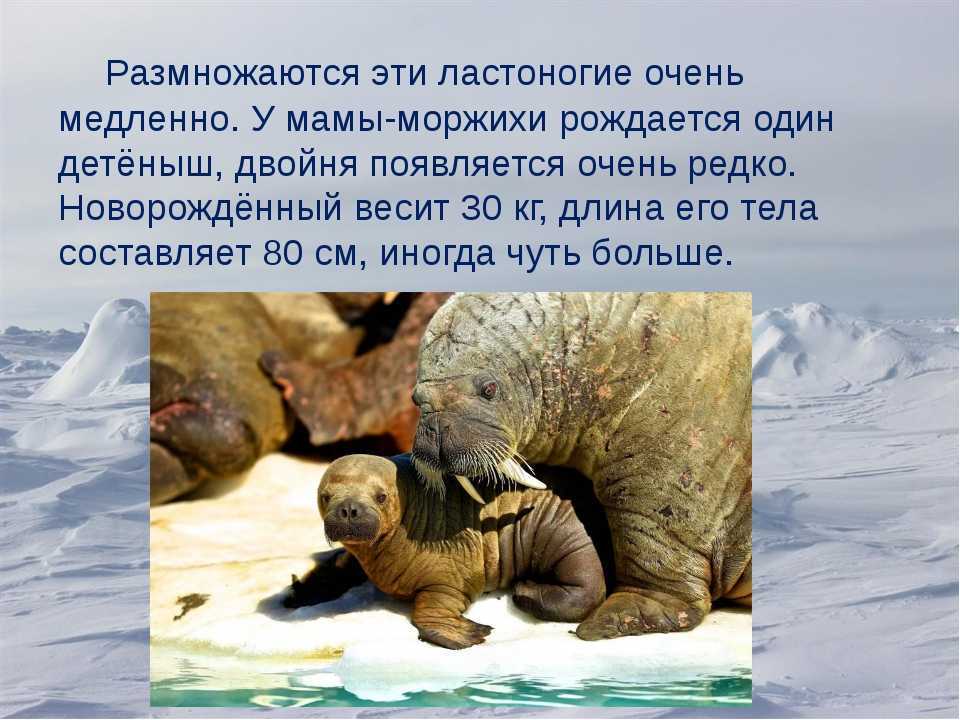 Сообщение о морже — описание, характеристика и образ жизни животного