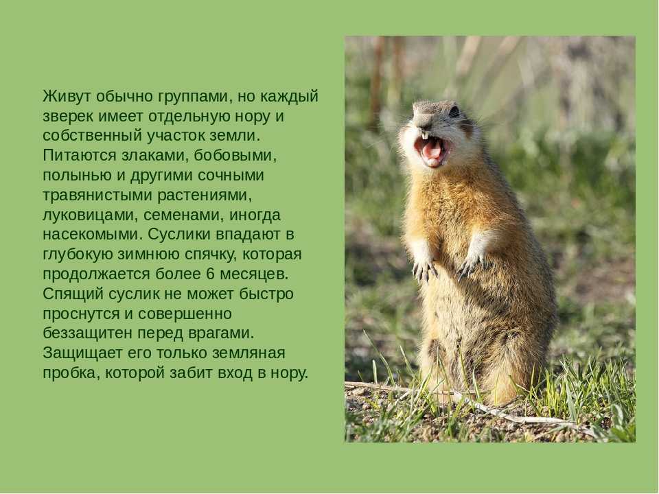 Сообщение о суслике — описание, питание и среда обитания грызуна