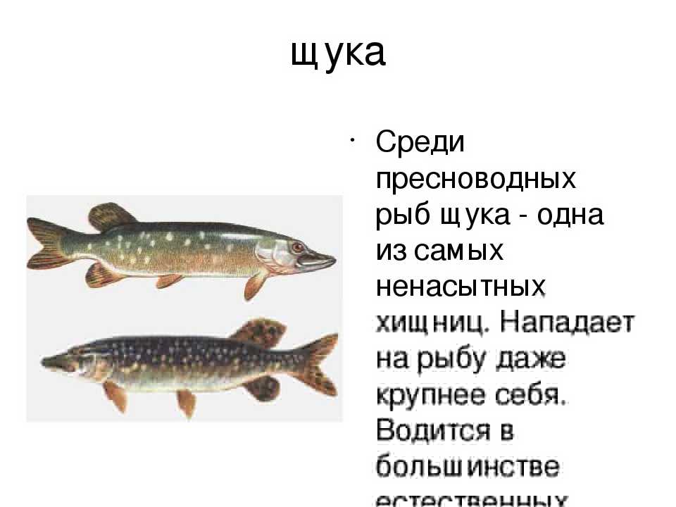 Щука - интересные факты о рыбе, популярность щуки в народе.