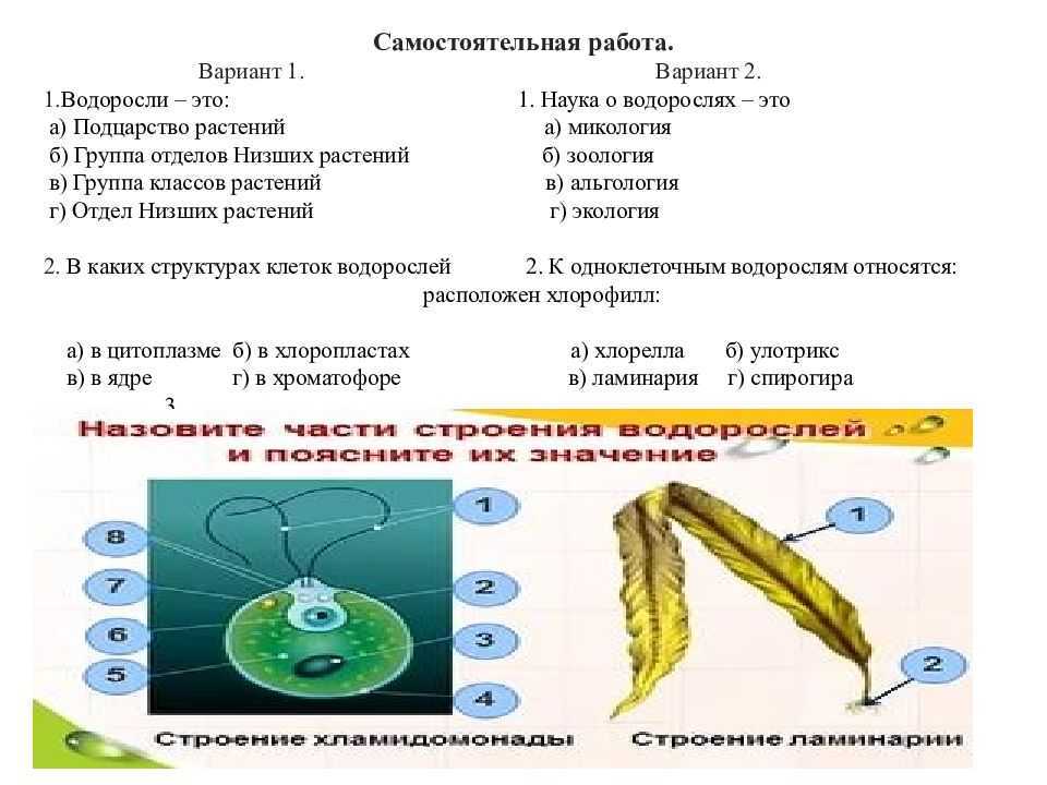 Тест по биологии 6 класс водоросли