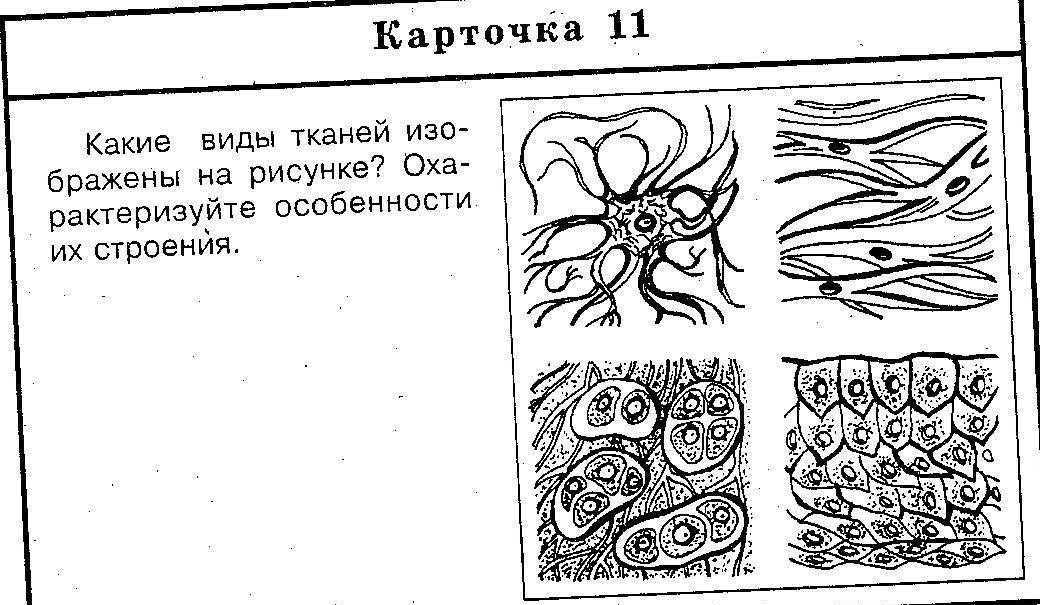 Тест по биологии общий обзор организма 8 класс