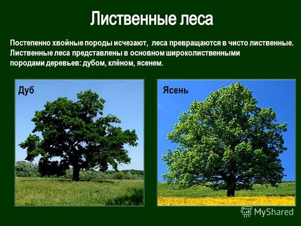 Доклад на тему липа (сообщение) (описание для детей)