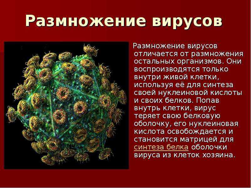 Значение вирусов - внутриклеточных паразитов живых организмов