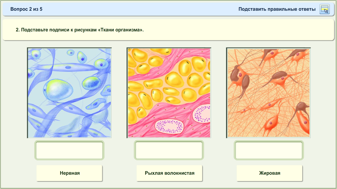 Тест ткани 6 класс биология. Ткани человека. Ткани и структуры организма. Ткани человеческого организма. Ткани животных.
