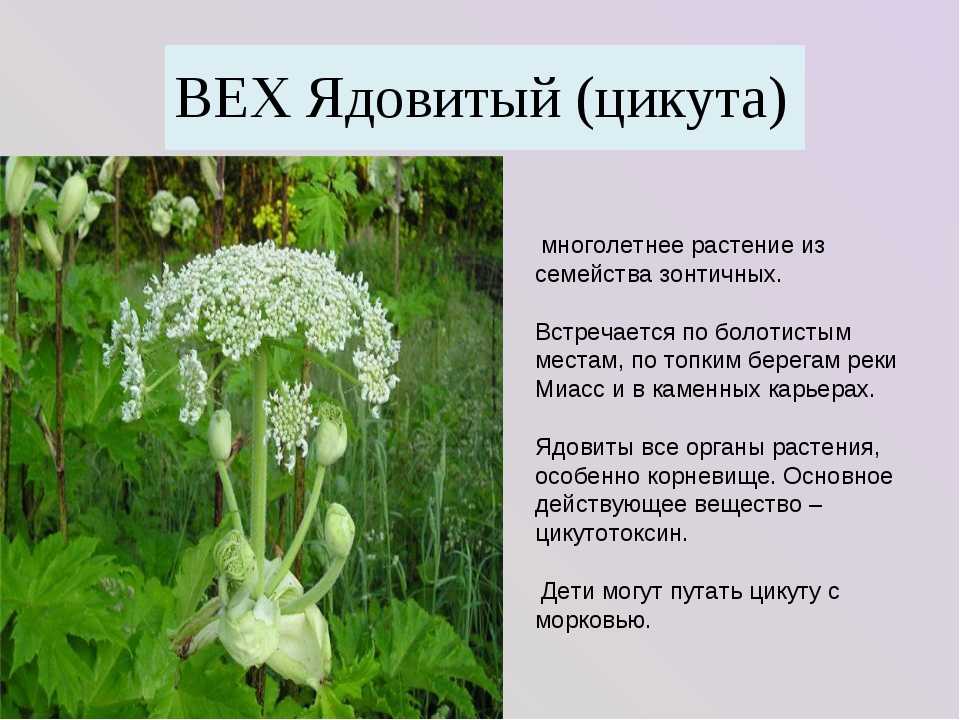 Ядовитые растения московской области фото Познавательное мероприятие "Ядовитые растения" Авис социально-реабилитационн