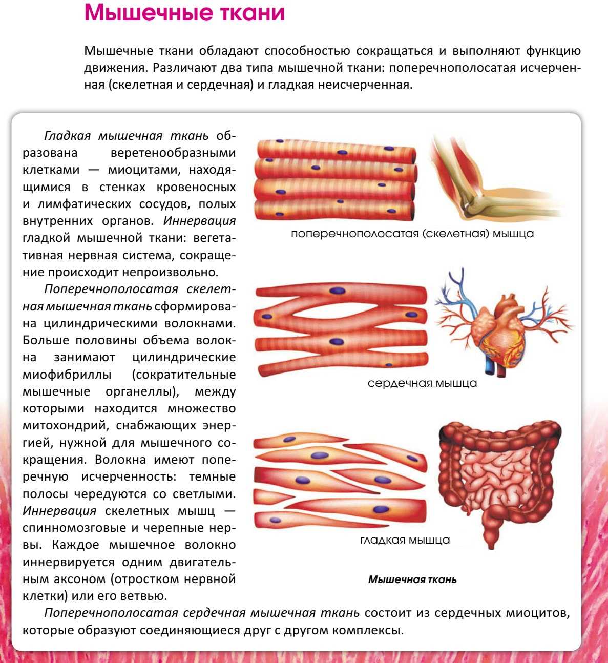 Мышечная ткань человека характеристика. Сердечная мышечная ткань ЕГЭ биология. Мышечная ткань ЕГЭ биология. Ткани человека ЕГЭ по биологии. Строение мышечной ткани животных.