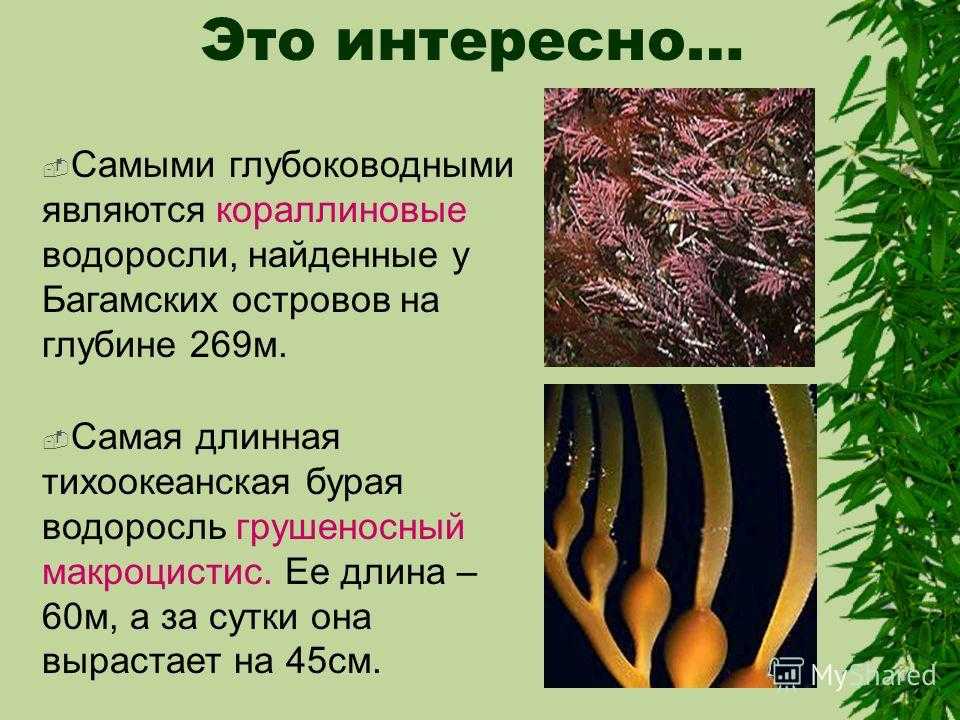 Доклад на тему водоросли сообщение