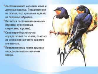 Ответы на вопрос ласточка - сообщение доклад (1, 2, 3 класс. окружающий мир)