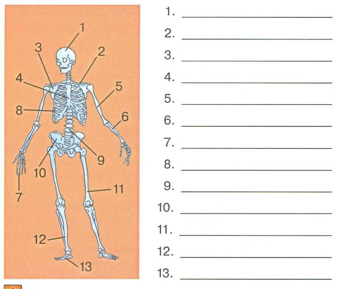 Задания по скелету. Опорно-двигательная система человека задания. Строение скелета задание. Подписать части скелета. Задания по частям скелета.