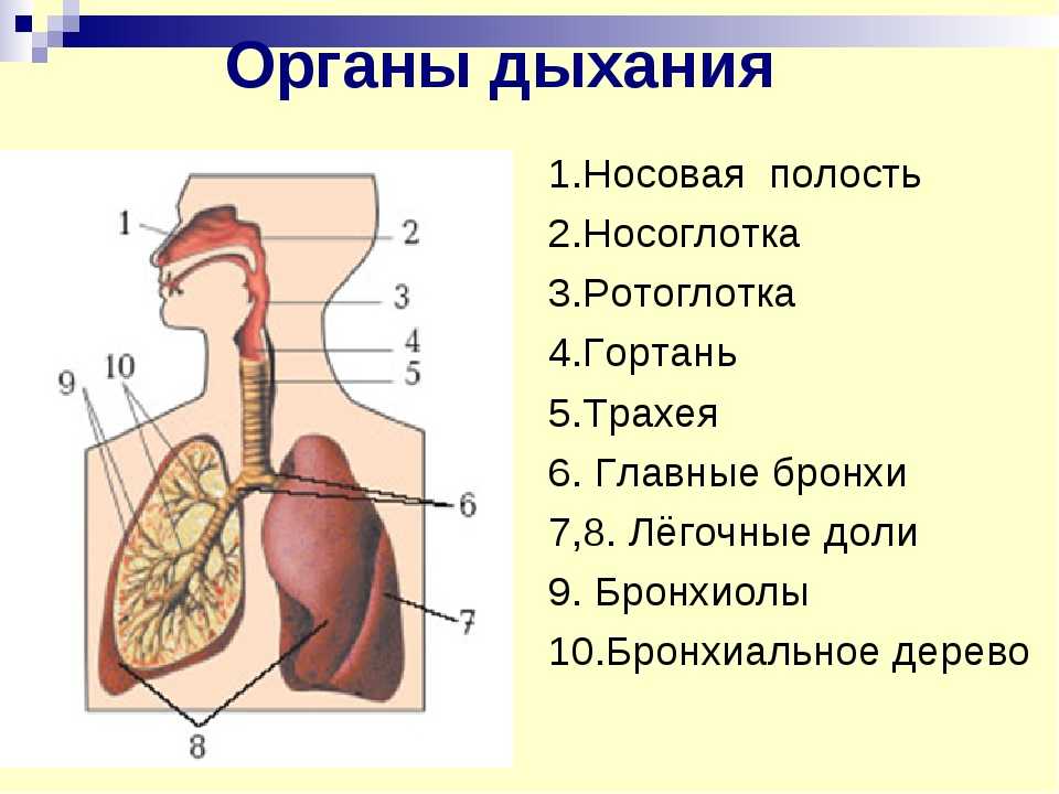 Система органов дыхания включает в свой состав. Строение органов дыхательной системы. Дыхательная система органов дыхания рис 71. Дыхательная система человека носовая полость. Отделы дыхательной системы схема.