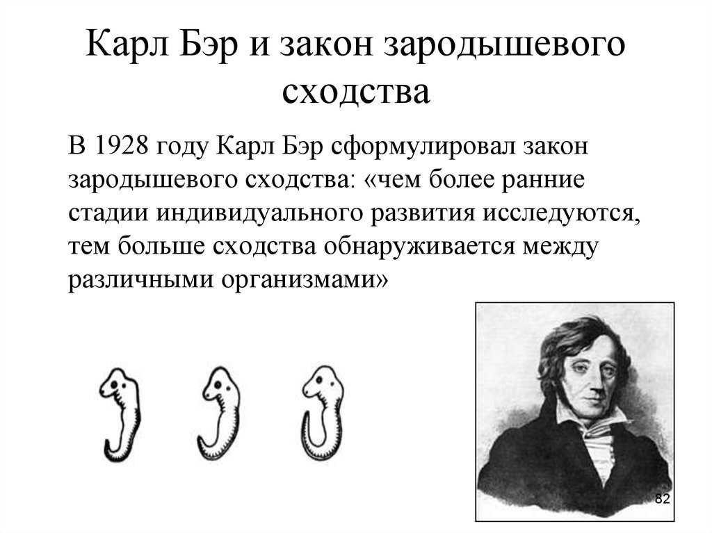 Карл бэр вклад в биологию