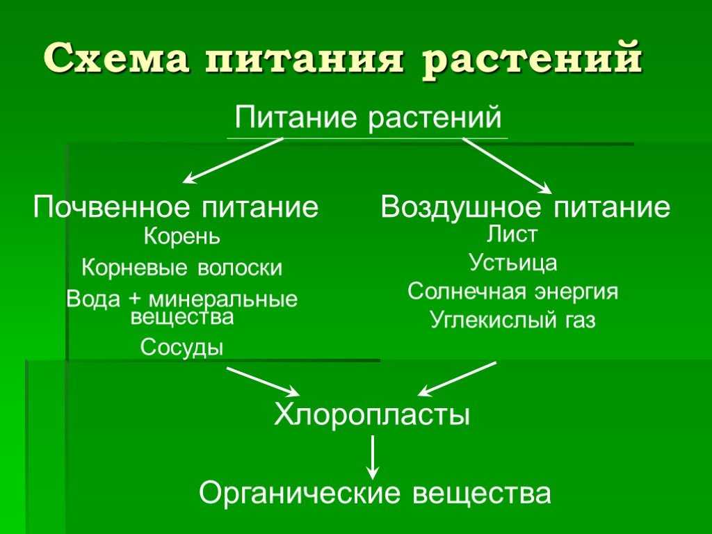 Схема доказывающая что минеральное питание животных и человека зависит от растений