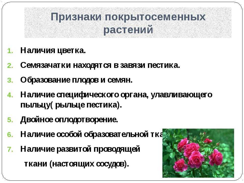 Значение цветковых растений. Признаки покрытосеменных растений. Характерные признаки покрытосеменных. Характеристика отдела Покрытосеменные. Признаки покрытосеменных и цветковых.