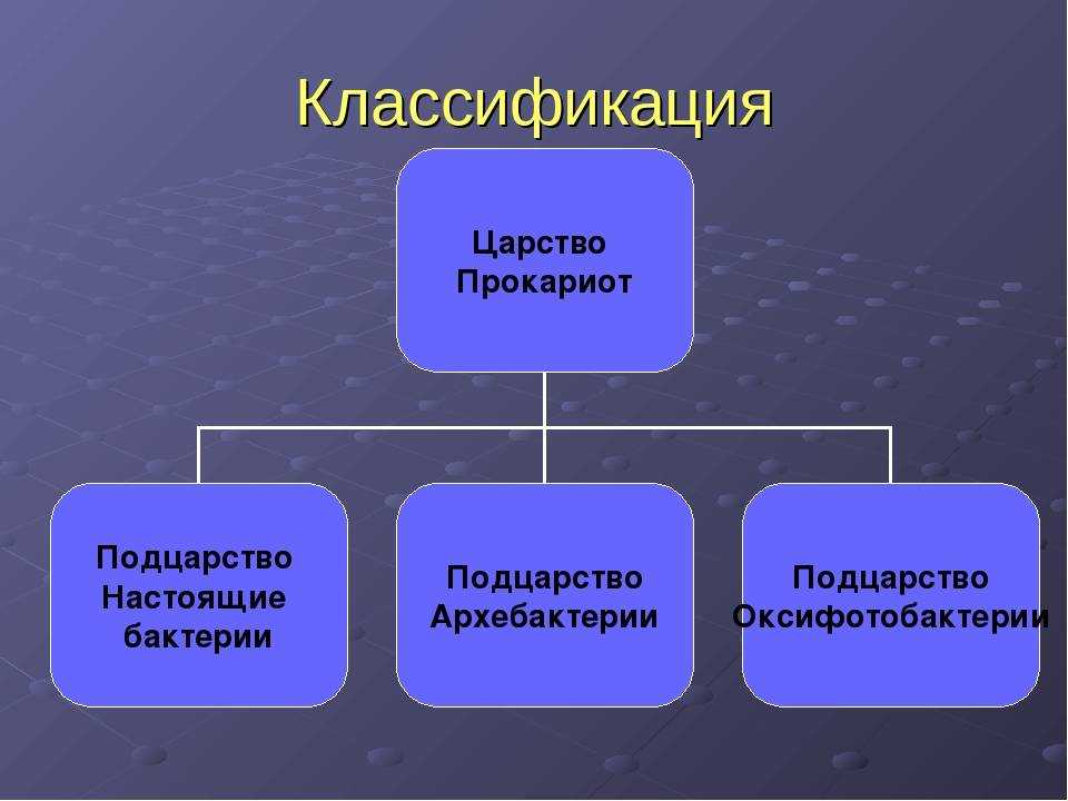 Тест по бактериям 7 класс с ответами – методическая разработка по биологии (7 класс) по теме: тест по теме «бактерии» — море позитива