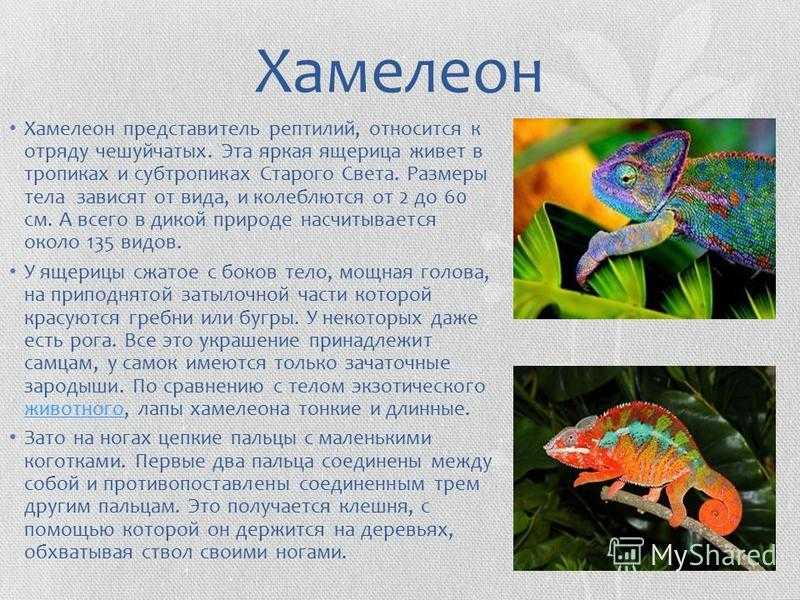 Сочинение по произведению хамелеон чехова