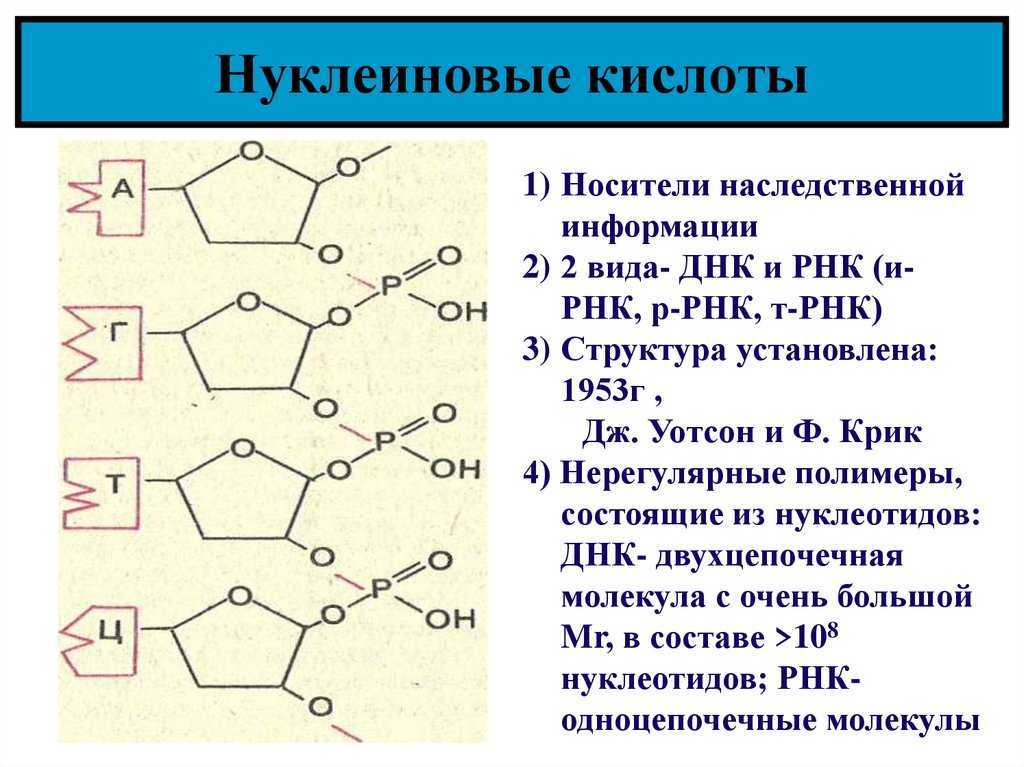 Структура нуклеиновых кислот днк. Нуклеиновые кислоты. Нуклеиновые кислоты строение нуклеотида. Строение нуклеиновых кислот. Соединение нуклеиновых кислот.