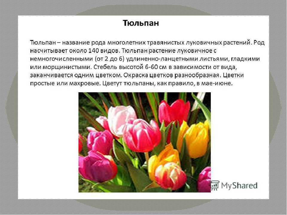Факты о тюльпанах. Описание цветка тюльпана. Сообщение о тюльпане. Доклад про тюльпан. Тюльпан краткое описание.