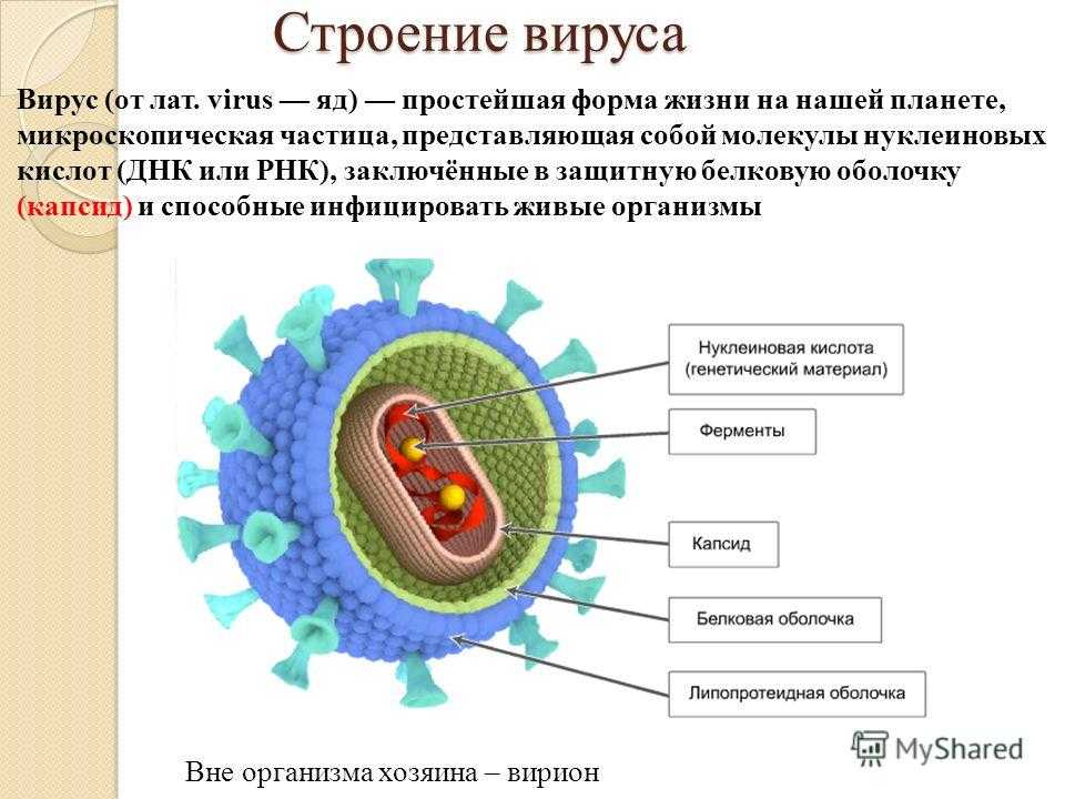 Тест по биологии биологические системы. вирусы. строение организмов 10 класс
