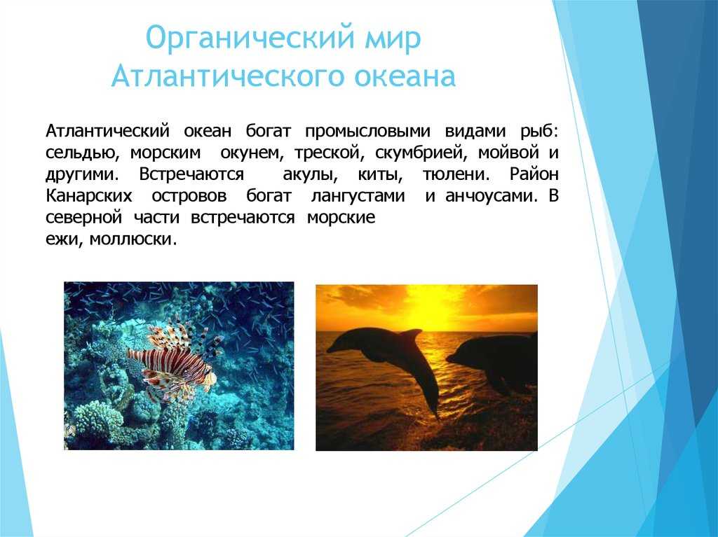 Атлантический океан: характеристики, течения, расположение и т. д.