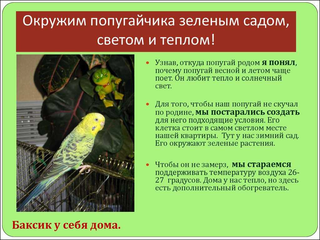 Сочинение на тему: «попугай – мое любимое домашнее животное»