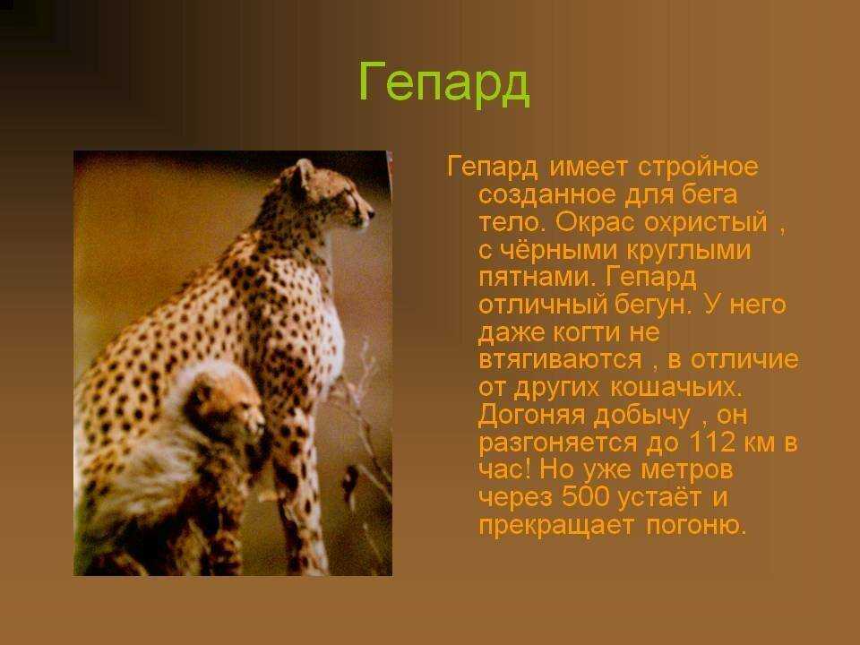 9 самых быстрых животных на планете земля