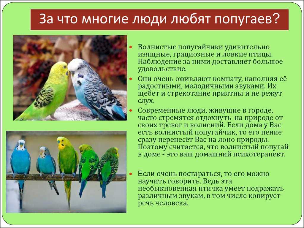 Сообщение доклад на тему волнистый попугай (описание для детей)