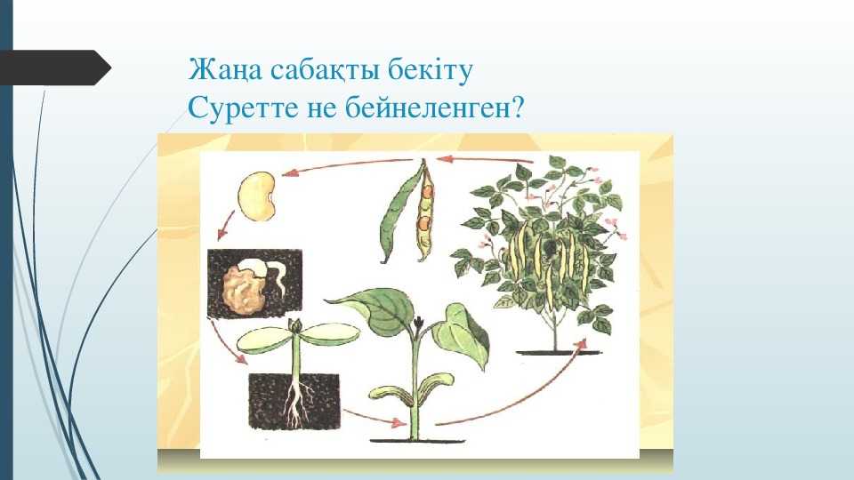 Сообщение о росте и развитии растений. Рост растений 6 класс биология. Рост это в биологии.