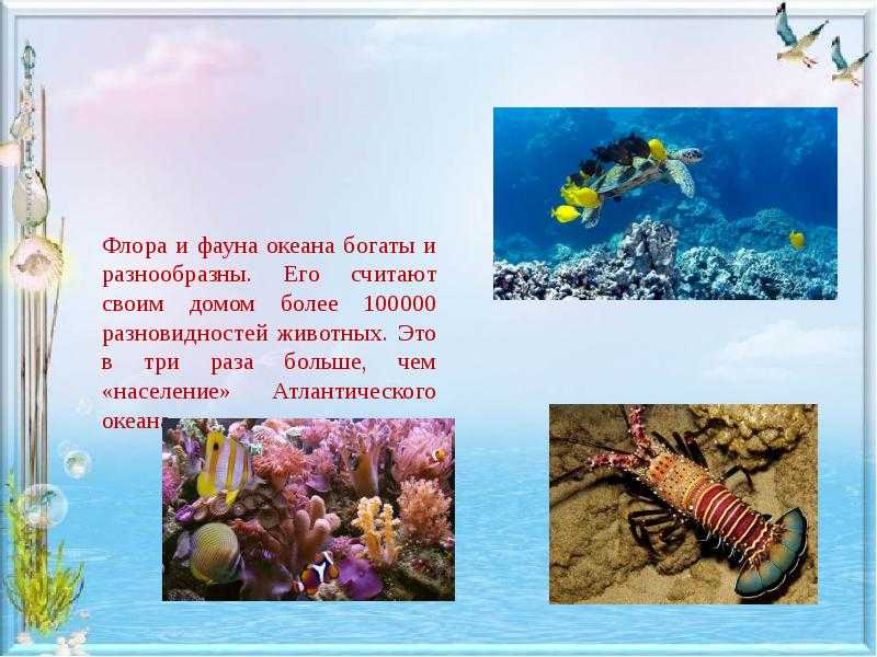 Моря, омывающие атлантический океан: их список, соленость, плотность, географическое положение, рельеф дна и органический мир | tvercult.ru