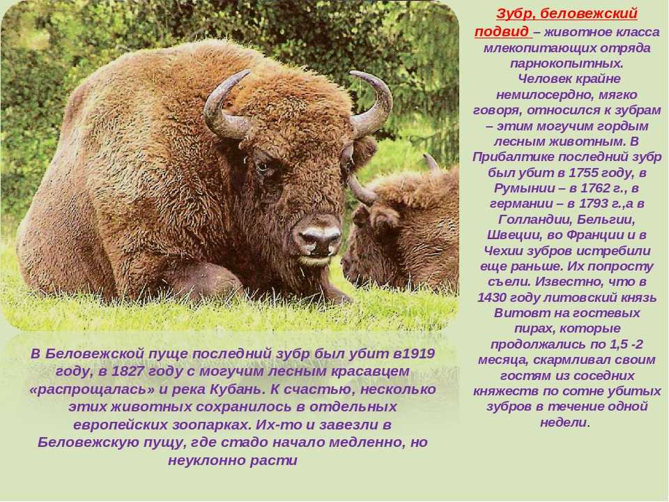 Доклад-сообщение зубр красная книга 2, 3, 4 класс