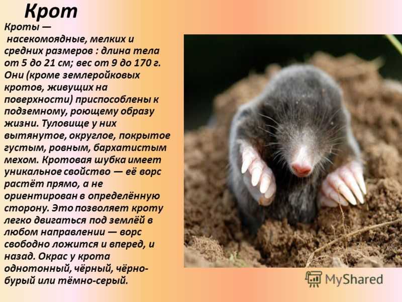 Насекомоядные
