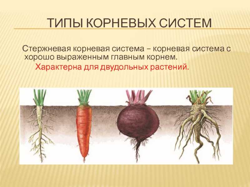 Виды корней и типы корневых систем, тест с ответами, 6 класс
