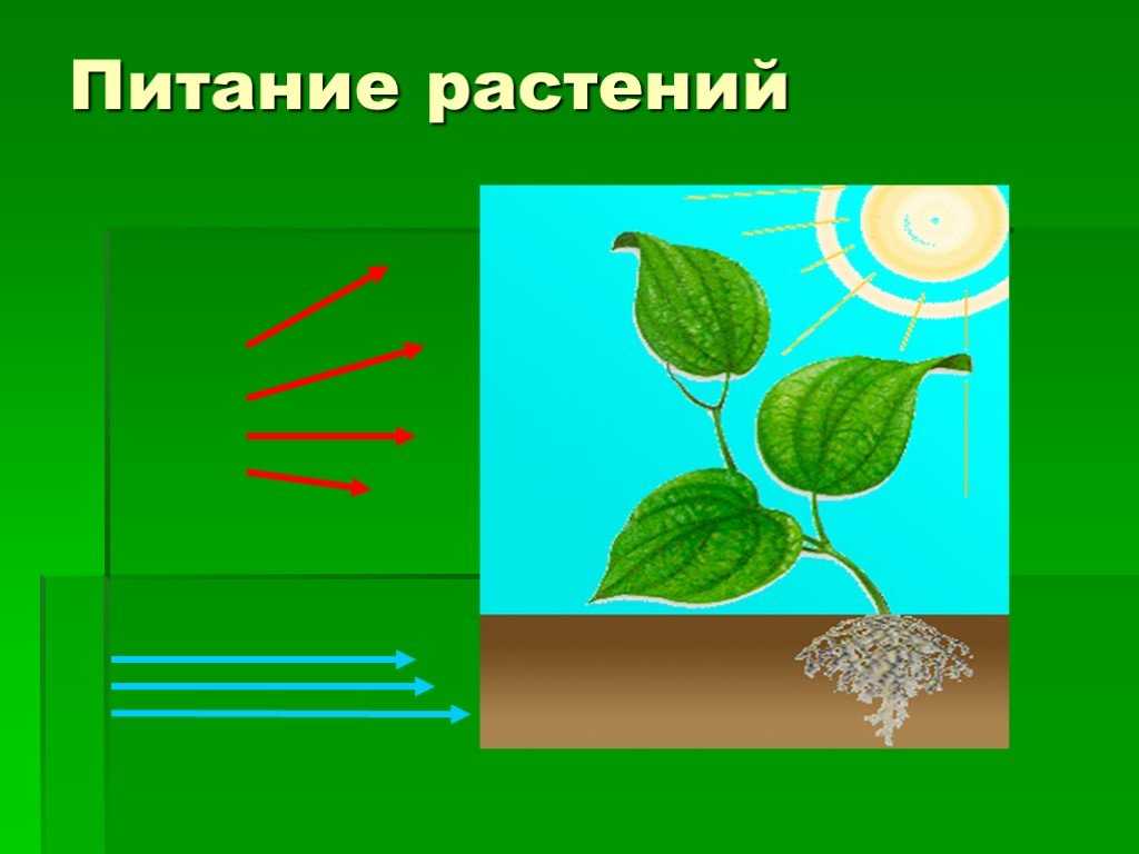 Воздушное питание тест 6 класс. Воздушное питание растений фотосинтез. Питание растений фотосинтез 6 класс. Воздушное питание и почвенное питание растений. Воздушное питание растений фотосинтез 6.