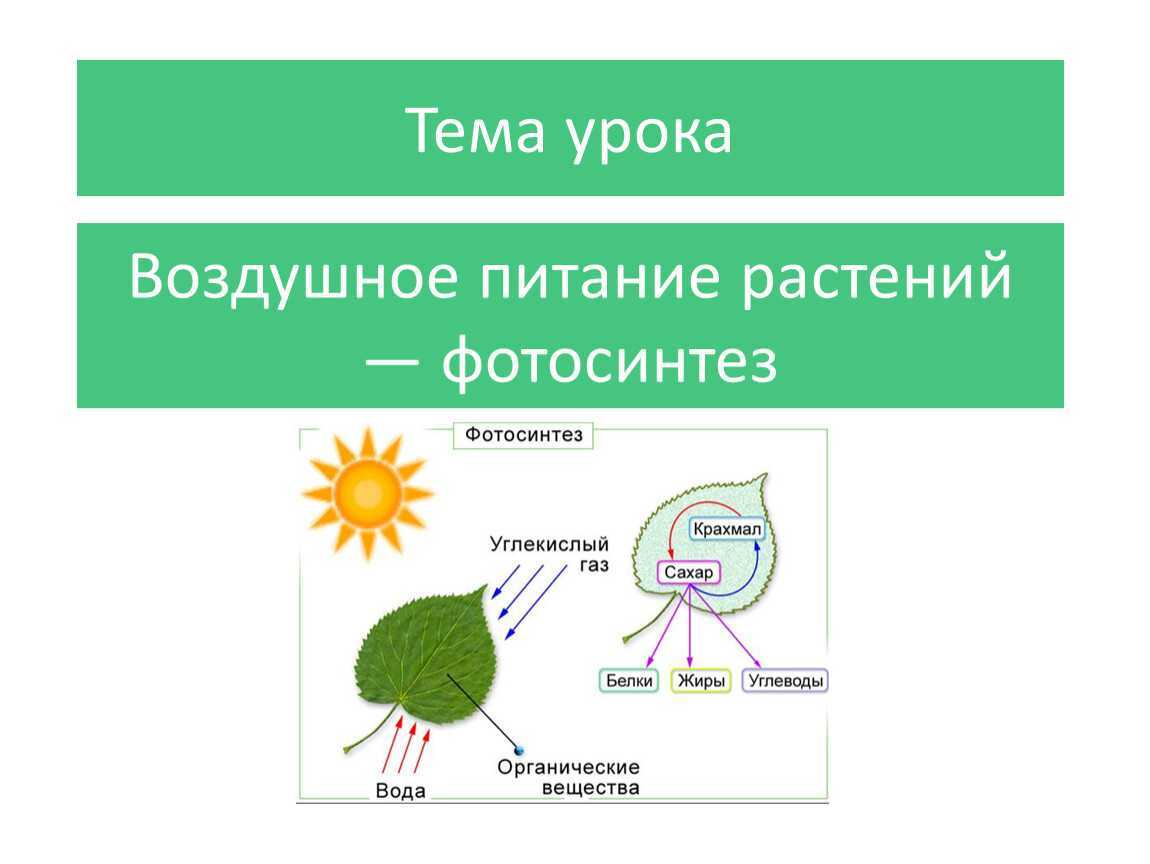 Биология, 6 класс