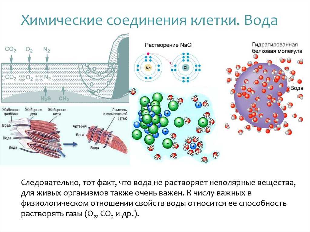 Всего 25 тестовых вопросов по теме Химический состав клетки для 9 класса, с ответами Тесты для подготовки к контрольным и зачётным работам в школе по биологии