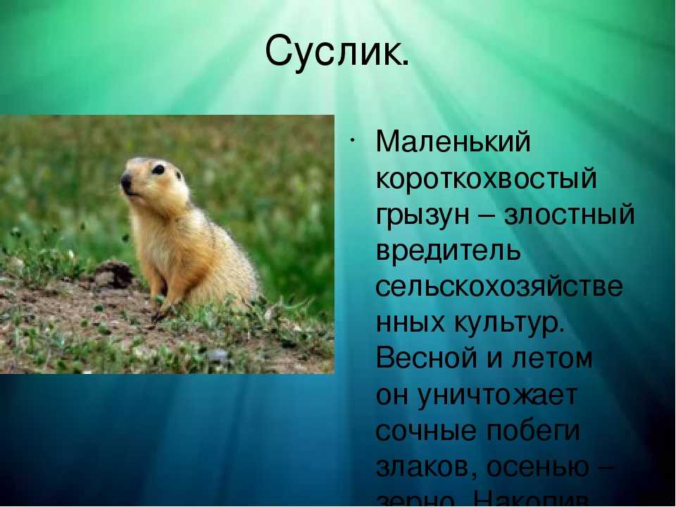 Сообщение о суслике - описание, питание и среда обитания грызуна
