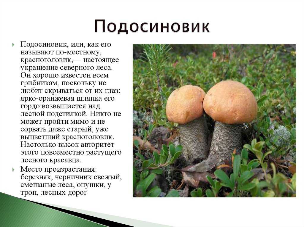 Доклад-сообщение на тему: «ядовитые грибы»