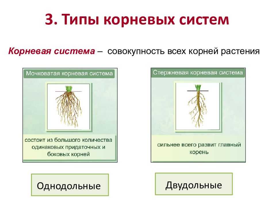 Какой тип корневой системы у клена